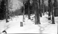 Collecting maple sap in sugar bush