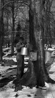 Worker checking collection buckets