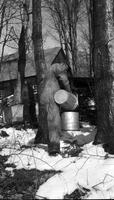 Worker collecting maple sap